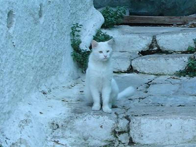 ☆The Greek Cats☆Οι Ελληνόγατες☆ギリシャの猫☆ 写真無断転用転載禁止agapi.blog.shinobi.jp