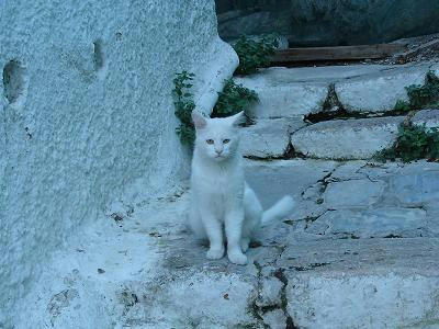 ☆The Greek Cats☆Οι Ελληνόγατες☆ギリシャの猫☆ 写真無断転用転載禁止agapi.blog.shinobi.jp