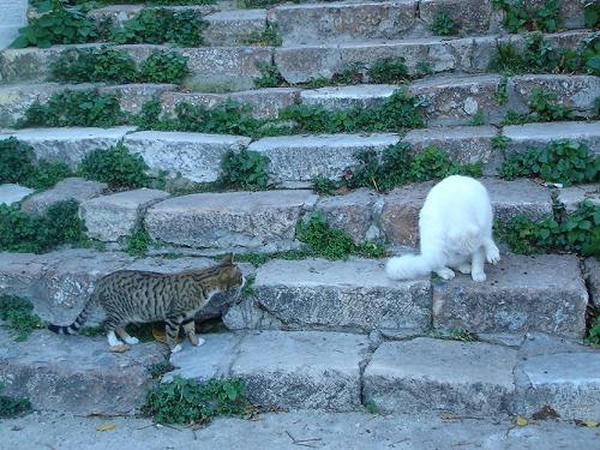 ☆The Greek Cats☆Οι Ελληνόγατες☆ギリシャの猫☆ 写真無断転用転載禁止agapi.blog.shinobi.jp
