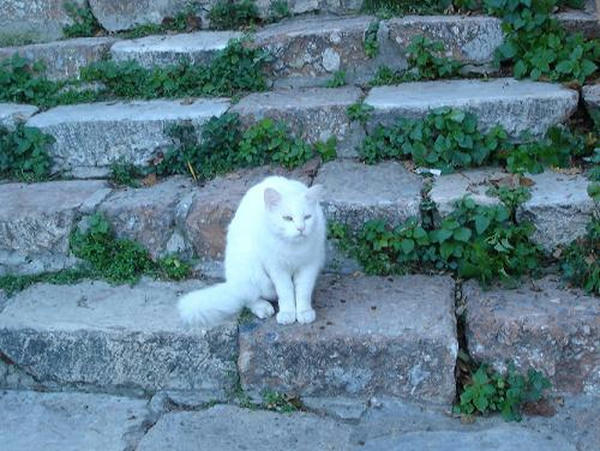 ☆The Greek Cats☆Οι Ελληνόγατες☆ギリシャの猫☆ 写真無断転用転載禁止agapi.blog.shinobi.jp