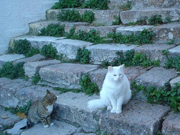 ☆The Greek Cats☆Οι Ελληνόγατες☆ギリシャの猫☆ 写真無断転用転載禁止agapi.blog.shinobi.jp