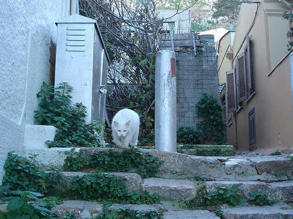 ☆The Greek Cats☆Οι Ελληνόγατες☆ギリシャの猫☆ 写真無断転用転載禁止agapi.blog.shinobi.jp