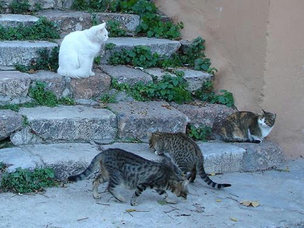 ☆The Greek Cats☆Οι Ελληνόγατες☆ギリシャの猫☆ 写真無断転用転載禁止agapi.blog.shinobi.jp