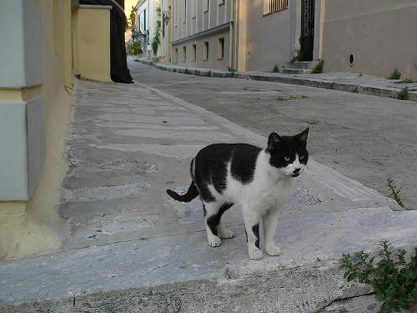 2007cats9x032