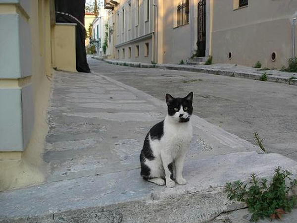 2007cats9x033