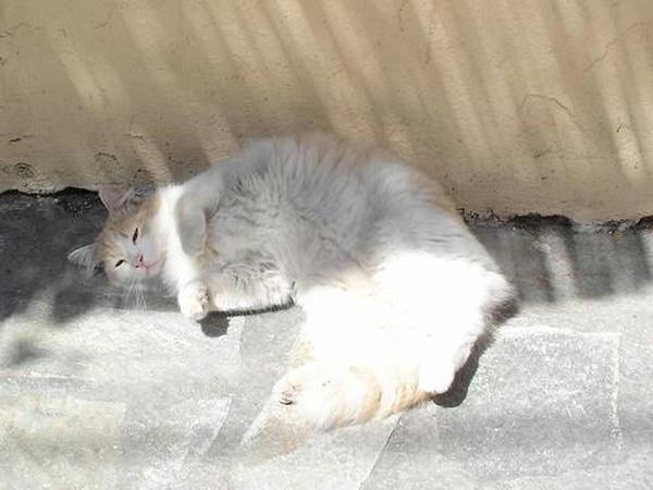 2007cats8v058