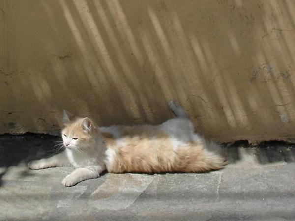 2007cats8v060