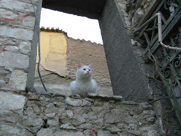 ☆The Greek Cats☆Οι Ελληνόγατες☆ギリシャの猫☆ 写真無断転用転載禁止agapi.blog.shinobi.jp