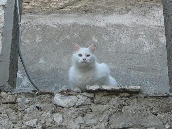 ☆The Greek Cats☆Οι Ελληνόγατες☆ギリシャの猫☆ 写真無断転用転載禁止agapi.blog.shinobi.jp