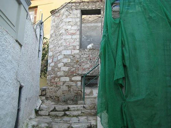 ☆The Greek Cats☆Οι Ελληνόγατες☆ギリシャの猫☆ 写真無断転用転載禁止agapi.blog.shinobi.jp