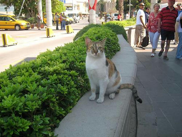 ☆The Greek Cats☆Οι Ελληνόγατες☆ギリシャの猫☆ 写真無断転用転載禁止agapi.blog.shinobi.jp