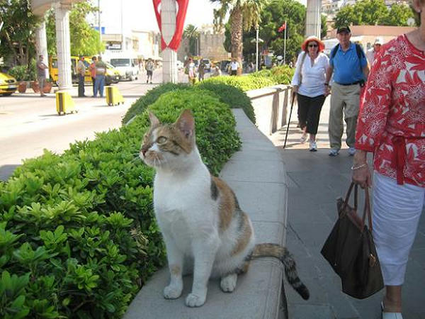 ☆The Greek Cats☆Οι Ελληνόγατες☆ギリシャの猫☆ 写真無断転用転載禁止agapi.blog.shinobi.jp