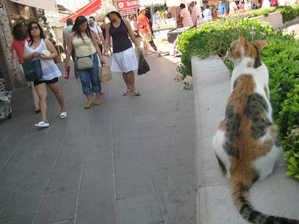 ☆The Greek Cats☆Οι Ελληνόγατες☆ギリシャの猫☆ 写真無断転用転載禁止agapi.blog.shinobi.jp