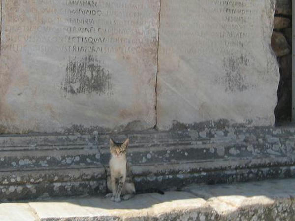 ☆The Greek Cats☆Οι Ελληνόγατες☆ギリシャの猫☆ 写真無断転用転載禁止agapi.blog.shinobi.jp