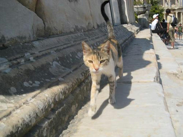 ☆The Greek Cats☆Οι Ελληνόγατες☆ギリシャの猫☆ 写真無断転用転載禁止agapi.blog.shinobi.jp