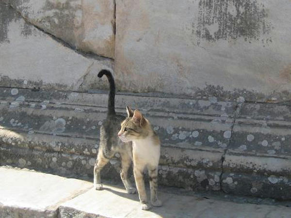 ☆The Greek Cats☆Οι Ελληνόγατες☆ギリシャの猫☆ 写真無断転用転載禁止agapi.blog.shinobi.jp