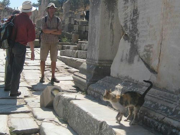 ☆The Greek Cats☆Οι Ελληνόγατες☆ギリシャの猫☆ 写真無断転用転載禁止agapi.blog.shinobi.jp