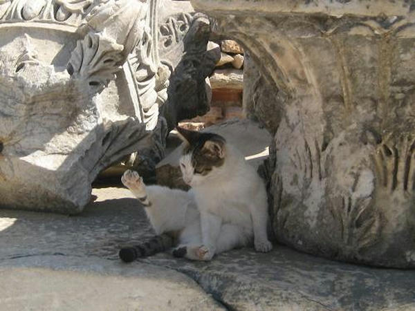 ☆The Greek Cats☆Οι Ελληνόγατες☆ギリシャの猫☆ 写真無断転用転載禁止agapi.blog.shinobi.jp