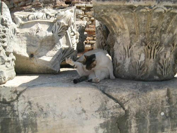 ☆The Greek Cats☆Οι Ελληνόγατες☆ギリシャの猫☆ 写真無断転用転載禁止agapi.blog.shinobi.jp