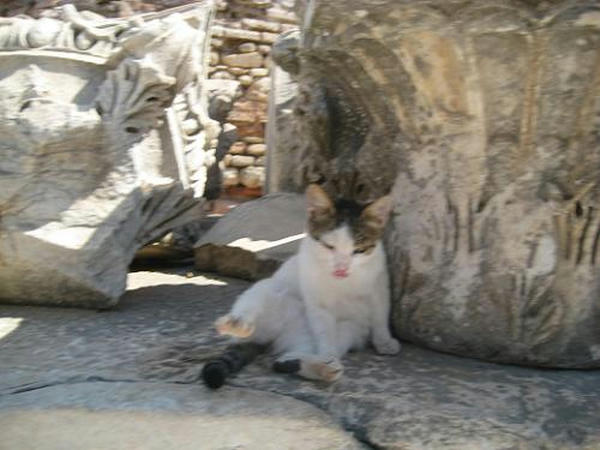 ☆The Greek Cats☆Οι Ελληνόγατες☆ギリシャの猫☆ 写真無断転用転載禁止agapi.blog.shinobi.jp