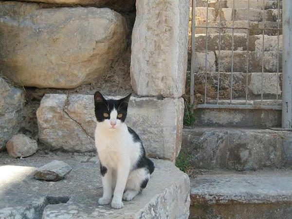 ☆The Greek Cats☆Οι Ελληνόγατες☆ギリシャの猫☆ 写真無断転用転載禁止agapi.blog.shinobi.jp