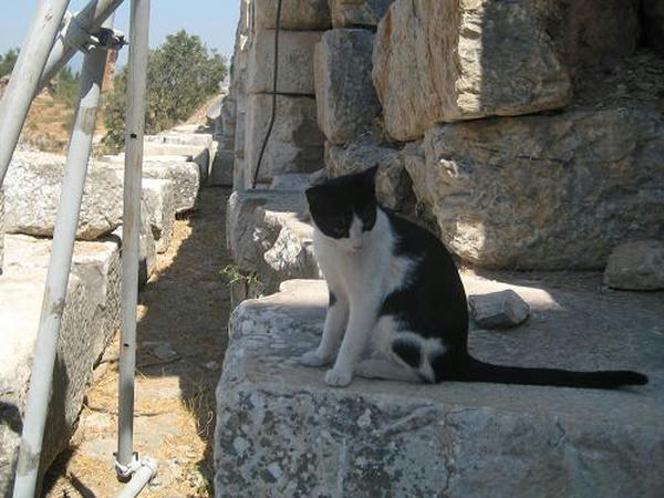 ☆The Greek Cats☆Οι Ελληνόγατες☆ギリシャの猫☆ 写真無断転用転載禁止agapi.blog.shinobi.jp