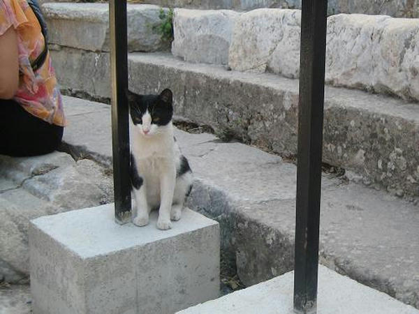 ☆The Greek Cats☆Οι Ελληνόγατες☆ギリシャの猫☆ 写真無断転用転載禁止agapi.blog.shinobi.jp
