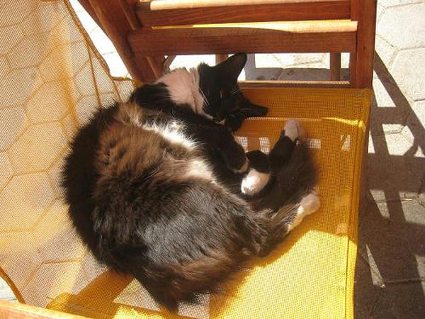 ☆The Greek Cats☆Οι Ελληνόγατες☆ギリシャの猫☆ 写真無断転用転載禁止agapi.blog.shinobi.jp
