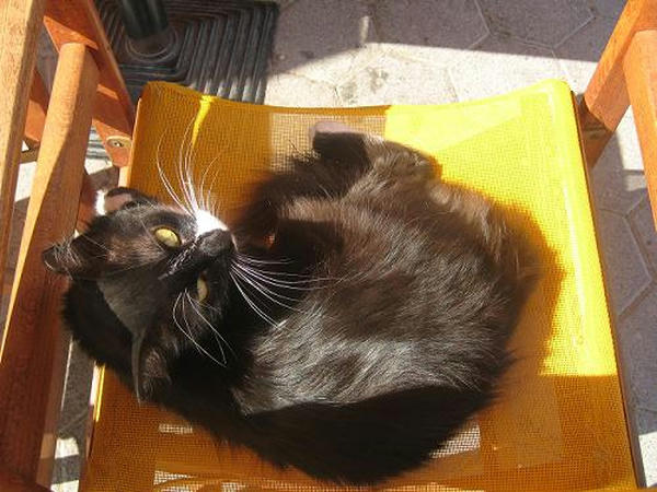 ☆The Greek Cats☆Οι Ελληνόγατες☆ギリシャの猫☆ 写真無断転用転載禁止agapi.blog.shinobi.jp
