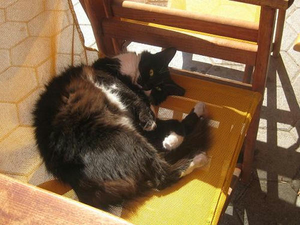 ☆The Greek Cats☆Οι Ελληνόγατες☆ギリシャの猫☆ 写真無断転用転載禁止agapi.blog.shinobi.jp