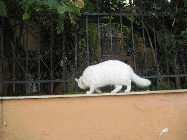 ☆The Greek Cats☆Οι Ελληνόγατες☆ギリシャの猫☆ 写真無断転用転載禁止agapi.blog.shinobi.jp<br />