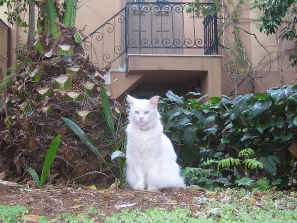 ☆The Greek Cats☆Οι Ελληνόγατες☆ギリシャの猫☆ 写真無断転用転載禁止agapi.blog.shinobi.jp<br />