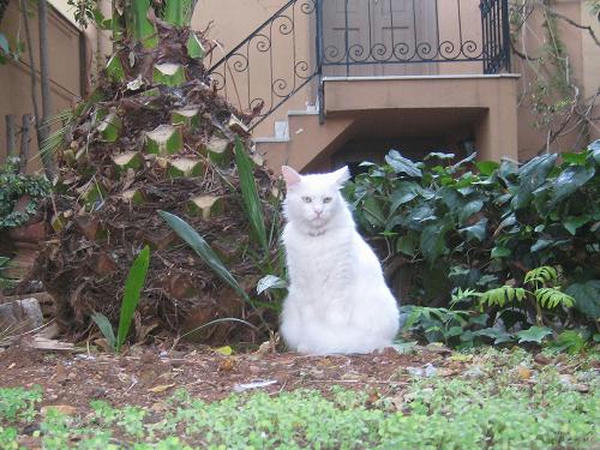 ☆The Greek Cats☆Οι Ελληνόγατες☆ギリシャの猫☆ 写真無断転用転載禁止agapi.blog.shinobi.jp<br />