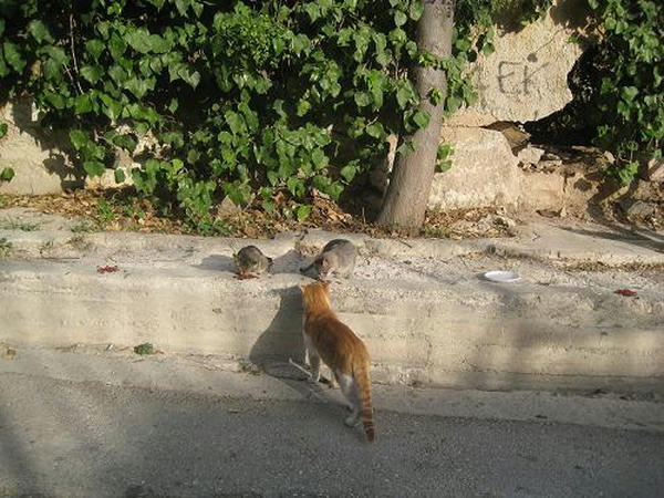 THE GREEK CATS
