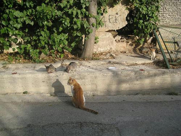 THE GREEK CATS