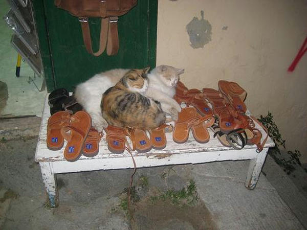 あがぴょん