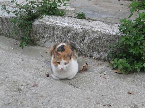 アレトゥサのミケのメラ