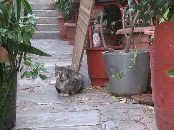 ☆The Greek Cats☆Οι Ελληνόγατες☆ギリシャの猫☆ 写真無断転用転載禁止agapi.blog.shinobi.jp