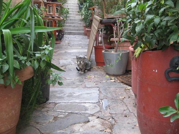 ☆The Greek Cats☆Οι Ελληνόγατες☆ギリシャの猫☆ 写真無断転用転載禁止agapi.blog.shinobi.jp