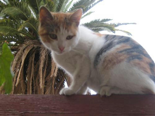 三毛仔猫マイラ