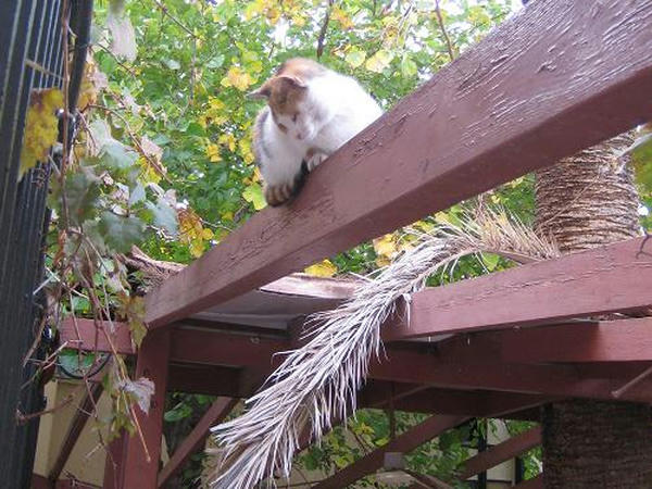 三毛仔猫マイラ