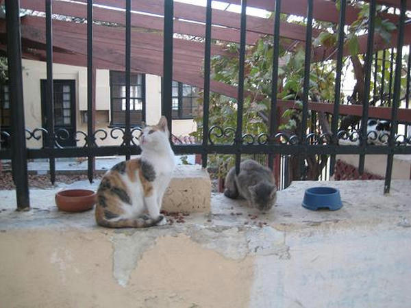 三毛仔猫マイラ