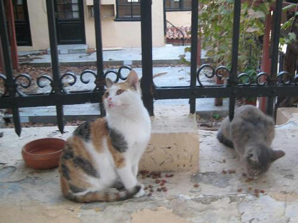 三毛仔猫マイラ
