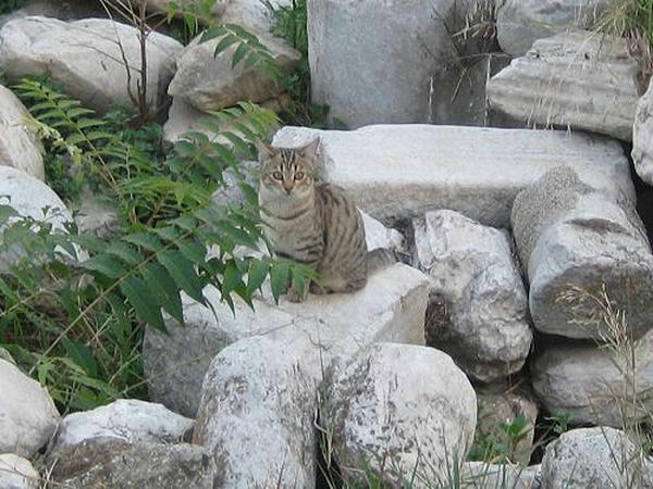 風の塔