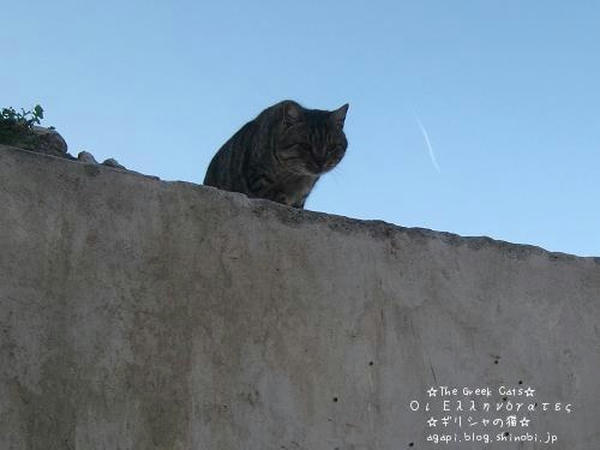 Copyright(c)2004~2008 Agapyon　All Rights Reserved写真無断転用転載禁止