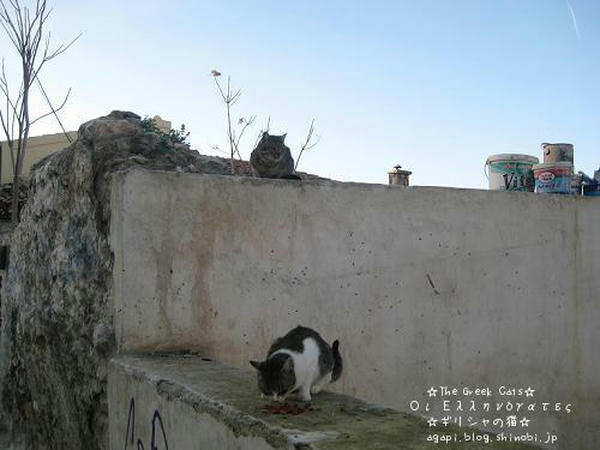 Copyright(c)2004~2008 Agapyon　All Rights Reserved写真無断転用転載禁止