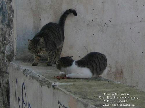 写真無断転用転載禁止Copyright(c)2004~2008 Agapyon　All Rights Reserved