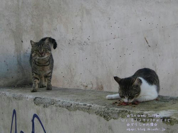 Copyright(c)2004~2008 Agapyon　All Rights Reserved写真無断転用転載禁止