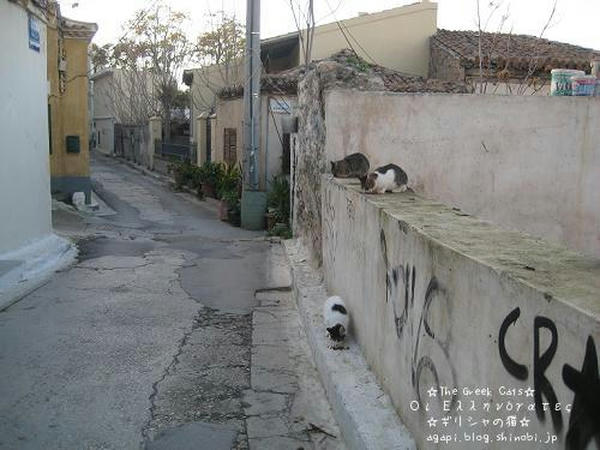 Copyright(c)2004~2008 Agapyon　All Rights Reserved写真無断転用転載禁止