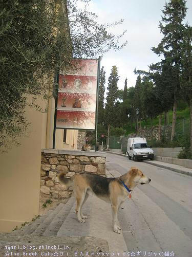 ☆The Greek Cats☆Οι Ελληνόγατες☆ギリシャの猫☆agapi.blog.shinobi.jp